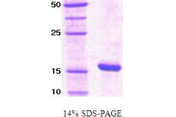 PIN1 Protein