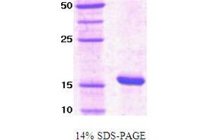 SDS-PAGE (SDS) image for Peptidylprolyl Cis/trans Isomerase, NIMA-Interacting 1 (PIN1) protein (ABIN666676) (PIN1 Protein)