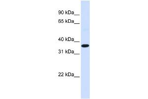 WB Suggested Anti-FOS Antibody Titration:  0. (c-FOS antibody  (N-Term))