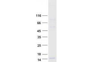 Validation with Western Blot (GNG8 Protein (Myc-DYKDDDDK Tag))