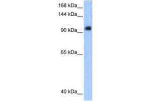 Western Blotting (WB) image for anti-Protein Phosphatase 1, Regulatory Subunit 13 Like (PPP1R13L) antibody (ABIN2460585) (PPP1R13L antibody)