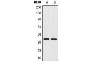 Western blot analysis of MRPL46 expression in U251MG (A), HepG2 (B) whole cell lysates. (MRPL46 antibody  (Center))
