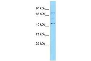 Image no. 1 for anti-Kelch Repeat and BTB (POZ) Domain Containing 5 (KBTBD5) (N-Term) antibody (ABIN6748329) (KBTBD5 antibody  (N-Term))