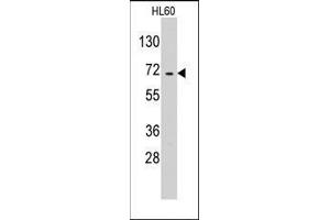 Western blot analysis of anti-EARS2 Pab in HL60 cell line lysates (35ug/lane). (EARS2 antibody  (C-Term))