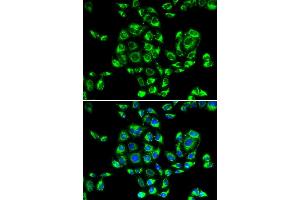 Immunofluorescence analysis of U20S cell using RPS16 antibody. (RPS16 antibody)