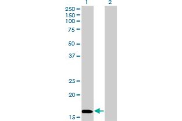 NME3 antibody  (AA 73-169)