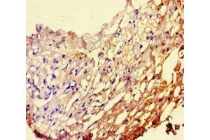 Immunohistochemistry of paraffin-embedded human thyroid tissue using ABIN7163143 at dilution of 1:100 (PEBP1 antibody  (AA 97-128))