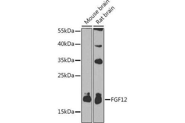 FGF12 抗体  (AA 1-181)