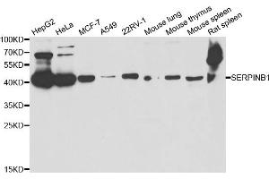 Western blot analysis of extracts of various cell lines, using SERPINB1 antibody (ABIN5973688) at 1/1000 dilution. (SERPINB1 antibody)