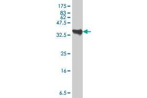 Western Blot detection against Immunogen (34. (SLUG antibody  (AA 97-169))