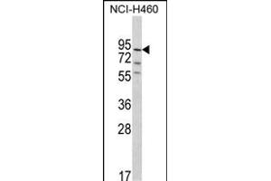 Western blot analysis of MyoGEF Antibody (N-term) (ABIN390909 and ABIN2841114) in NCI- cell line lysates (35 μg/lane). (PLEKHG6 antibody  (N-Term))