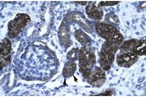 Immunohistochemical staining (Formalin-fixed paraffin-embedded sections) of human kidney with GPBP1 polyclonal antibody  at 4-8 ug/mL working concentration. (GC-Rich Promoter Binding Protein 1 (GPBP1) (N-Term) antibody)