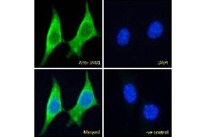 ABIN5539629 Immunofluorescence analysis of paraformaldehyde fixed NIH3T3 cells, permeabilized with 0. (JAG1 antibody  (C-Term))