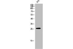 Western Blot analysis of 3T3 cells using Olfactory receptor 7E5P Polyclonal Antibody (OR7E5P antibody  (Internal Region))