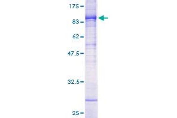 PIAS4 Protein (AA 1-510) (GST tag)