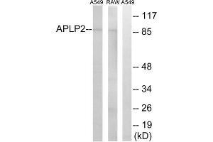 Western blot analysis of extracts from A549 cells and RAW264. (APLP2 antibody  (Internal Region))
