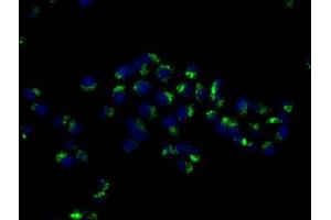 Immunofluorescence (IF) image for anti-CD63 (CD63) (AA 103-203) antibody (ABIN7147174)