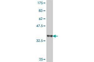 Western Blot detection against Immunogen (36. (PCDHGC4 antibody  (AA 52-141))