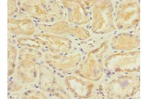 Immunohistochemistry of paraffin-embedded human kidney tissue using ABIN7170732 at dilution of 1:100 (STRADA antibody  (AA 25-210))
