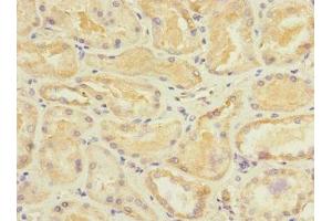 Immunohistochemistry of paraffin-embedded human kidney tissue using ABIN7170732 at dilution of 1:100