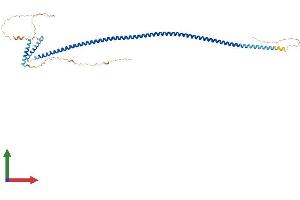 AlphaFold protein structure predicition of Human Recombinant IQCG Protein, UniprotID Q9H095 (IQCG Protein (AA 1-443) (His tag))