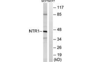 Western blot analysis of extracts from MCF7 cells, using NTR1 Antibody. (NTSR1 antibody  (AA 181-230))