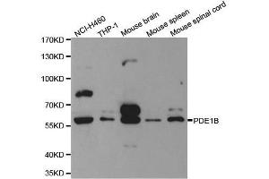 Western blot analysis of extracts of various cell lines, using PDE1B antibody.