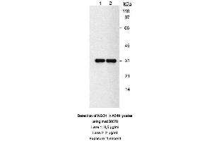 Image no. 2 for anti-NAD(P)H Dehydrogenase, Quinone 1 (NQO1) antibody (ABIN363232) (NQO1 antibody)