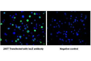 Immunofluorescence staining of 293T cells transfected with ABIN7141389 at 1:100, counter-stained with DAPI. (LacZ antibody)