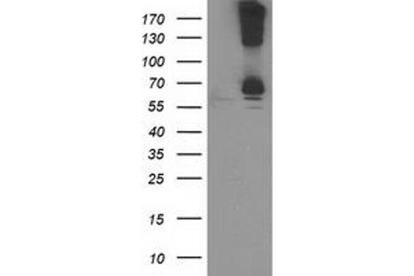RPN1 antibody