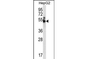 WDR85 Antibody (N-term) (ABIN656409 and ABIN2845703) western blot analysis in HepG2 cell line lysates (35 μg/lane). (Diphthamide Biosynthesis 7 (DPH7) (AA 23-51), (N-Term) antibody)