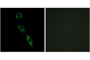 Immunofluorescence analysis of A549 cells, using ERAS Antibody. (ERAS antibody  (AA 184-233))