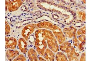 IHC image of ABIN7174567 diluted at 1:1200 and staining in paraffin-embedded human kidney tissue performed on a Leica BondTM system. (ATG3 antibody  (AA 1-314))