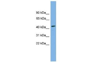 WB Suggested Anti-DOM3Z Antibody Titration: 0. (DOM3Z antibody  (N-Term))