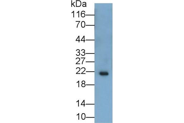 IL-11 antibody  (AA 22-199)