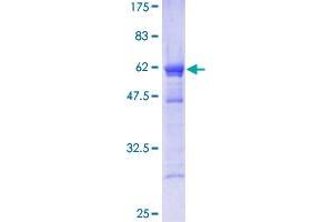 EEF1B2 Protein (AA 1-225) (GST tag)