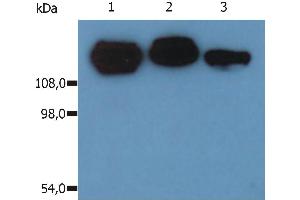 Western Blotting analysis (non-reducing conditions) of isolated peripheral blood lymphocytes of various species using anti-CD29 (MEM-101A). (ITGB1 antibody  (PE))