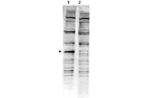 Western blot using  Affinity Purified anti-PACRG antibody shows detection of a band ~40 kDa corresponding to human PACRG (arrowhead lane 1).