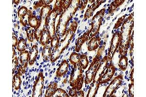 Immunohistochemistry analysis of paraffin-embedded mouse kidney using BRAF Polyclonal Antibody at dilution of 1:400. (BRAF antibody)