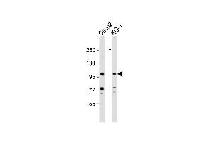 Western Blot at 1:1000 dilution Lane 1: Caco2 whole cell lysate Lane 2: KG-1 whole cell lysate Lysates/proteins at 20 ug per lane.