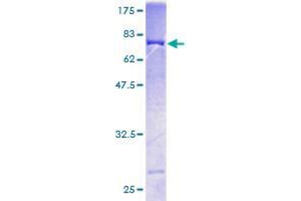 Septin 10 Protein (SEPT10) (AA 1-454) (GST tag)