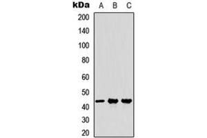 Western blot analysis of MFG-E8 expression in A549 (A), NS-1 (B), PC12 (C) whole cell lysates.