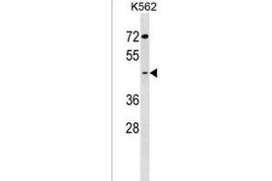 GCNT7 Antibody (C-term) (ABIN1537131 and ABIN2850089) western blot analysis in K562 cell line lysates (35 μg/lane). (GCNT7 antibody  (C-Term))