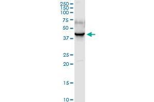 PDLIM1 MaxPab rabbit polyclonal antibody. (PDLIM1 antibody  (AA 1-329))