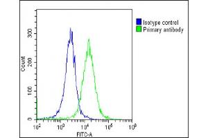 Overlay histogram showing HeLa cells stained with (green line). (CX3CL1 antibody  (AA 272-306))