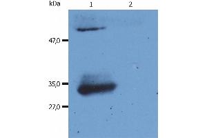 Western Blotting analysis (reducing conditions) of human IgG Fab fragment using anti-human IgG Fab fragment (4A11). (Mouse anti-Human IgG (Fab Region) Antibody (PE))