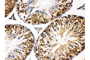 Anti- JAB1 Picoband antibody, IHC(P) IHC(P): Mouse Testis Tissue (COPS5 antibody  (AA 8-334))