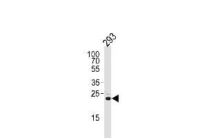 Western blot analysis of lysate from 293 cell line, using RSPO2 Antibody (C-term) (ABIN651457 and ABIN2840250). (RSPO2 antibody  (C-Term))