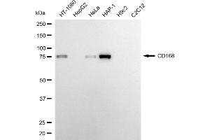 anti-Hyaluronan-Mediated Motility Receptor (RHAMM) (HMMR) antibody