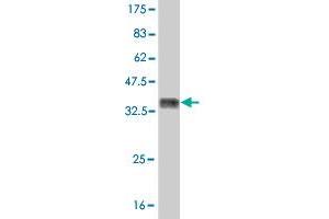 Western Blot detection against Immunogen (36. (MUSK antibody  (AA 301-400))
